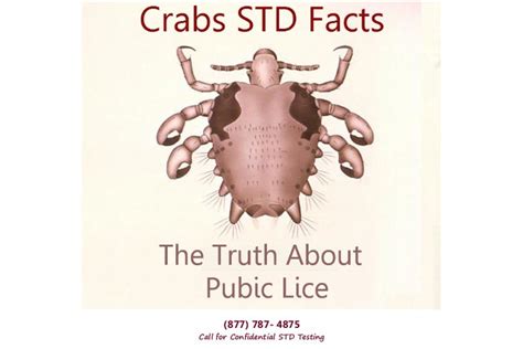 Crabs STD – Why You're At Risk!