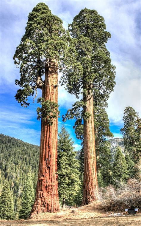 Giant sequoia, Sequoiadendron giganteum redwood forest TREE wood seed ...