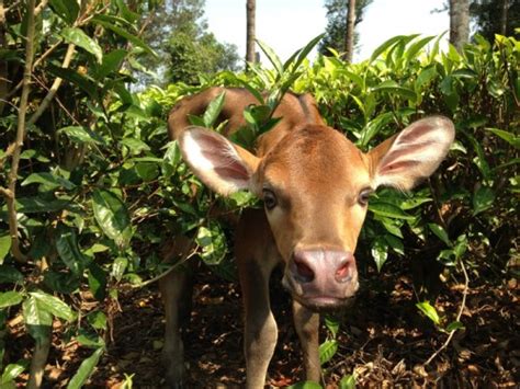 Gaur Calves Are A-Gaur-Able! | Baby Animal Zoo