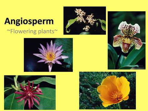 PPT - Angiosperm PowerPoint Presentation, free download - ID:2362847