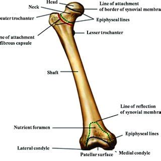 Anatomy of femur bone. | Download Scientific Diagram