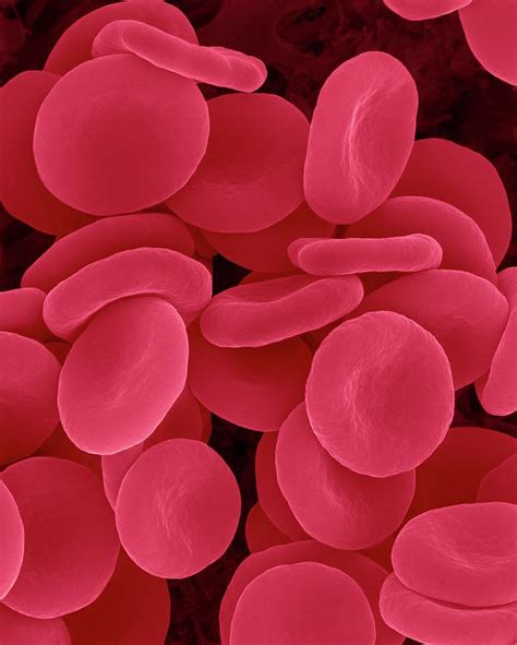 Red Blood Cell Microscope