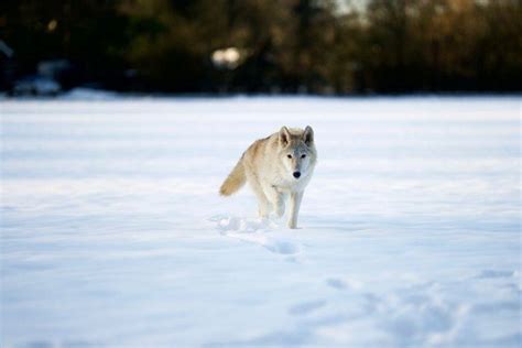 17 Wild Animals in Siberia [Wildlife in Siberia] - Kevmrc