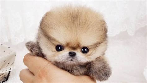 Teacup Pomeranian | Real Truth Behind The Miniature Pomeranians