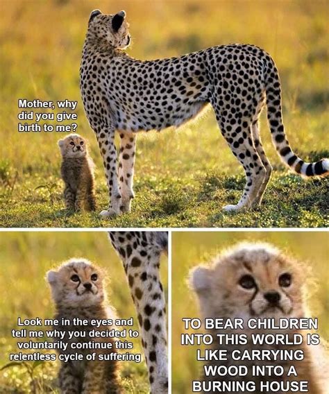 Memebase - cheetah - All Your Memes In Our Base - Funny Memes - Cheezburger