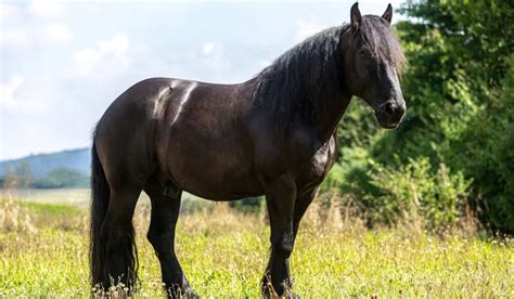 Large Black Horse Breeds - Helpful Horse Hints