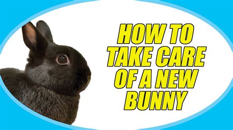 How To Care For A Bunny At Home - Grizzbye