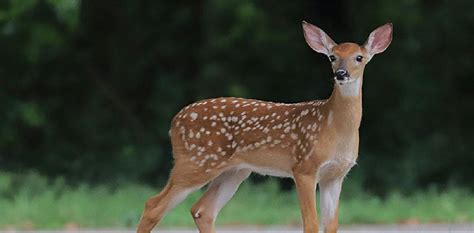 Three female deer give birth to 11 fawns at Karachi Zoo - 12 News