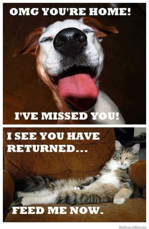 Quotes Funny Cats And Dogs. QuotesGram