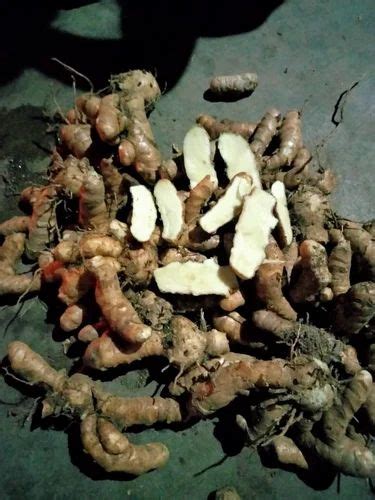 Curcuma zedoaria at Rs 200/kg | Amba Haldi in Golaghat | ID: 2848949178933