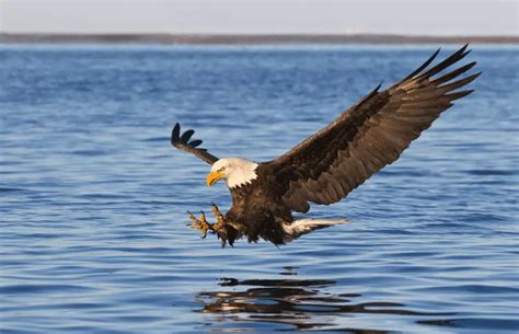 How to Identify an Osprey vs Bald Eagle - Birding Insider