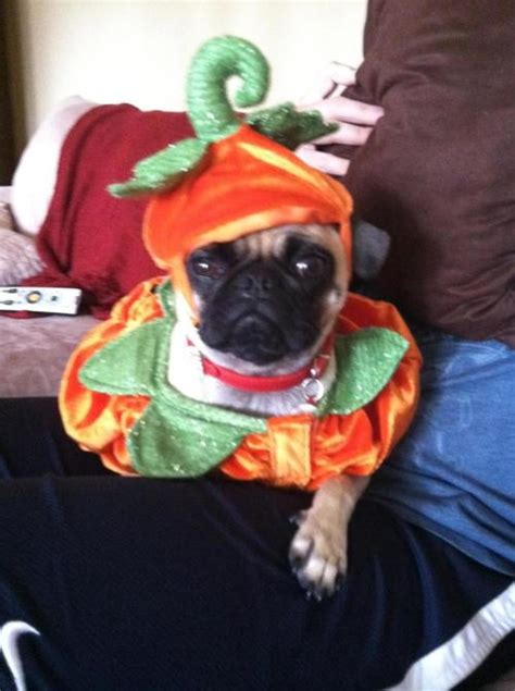 pug costume on Tumblr