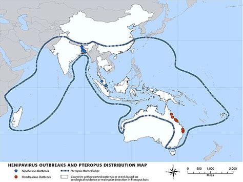 Megabat - Wikipedia