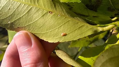 Pest or disease on lemon tree — BBC Gardeners' World Magazine