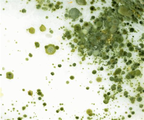 What Do I Need to Know About Mold Spores in my Home ...