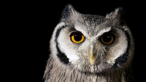 4K Owl Wallpaper - WallpaperSafari