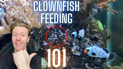 Best Food for Clownfish - Aquariumia