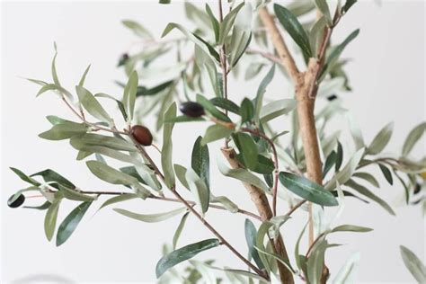 The Best Faux Olive Tree (Plus 3 Tricks to Style It Realistically!)