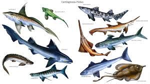 Bony and Cartilaginous fish: Types, characteristics and more...