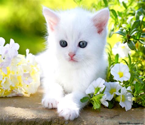 Cat With Flower Background Images and Wallpapers – YL Computing