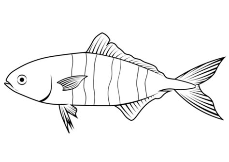 Pilot Fish (Naucrates Ductor) coloring page | Free Printable Coloring Pages