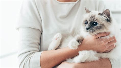 115+ Birman Cat Names: Our Top Picks for Your New Kitty | Hepper