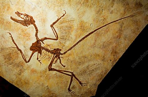 Microraptor Feathered Dinosaur Fossil - Stock Image - C033/5988 ...