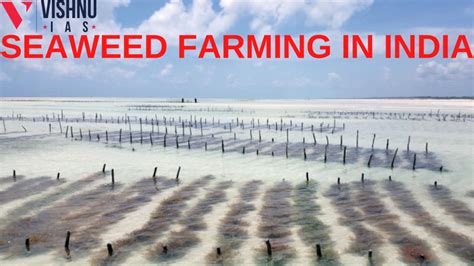 SEAWEED FARMING IN INDIA