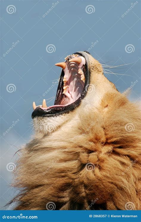 Lion roar stock image. Image of sharp, beasts, tanzania - 2868357