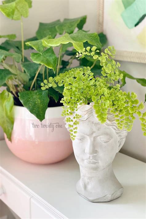 Maidenhair Fern Care Guide