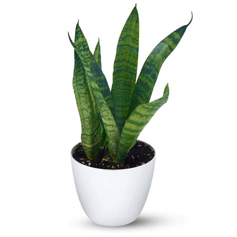 Snake Plant Green With Pot | Buy Snake Plant - Green Online ₹389.00 ...