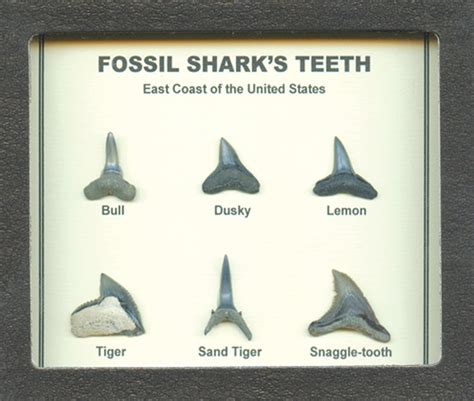 Dusky Shark Teeth