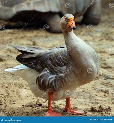 The African Goose in Wild, is a Breed of Goose. Stock Photo - Image of ...