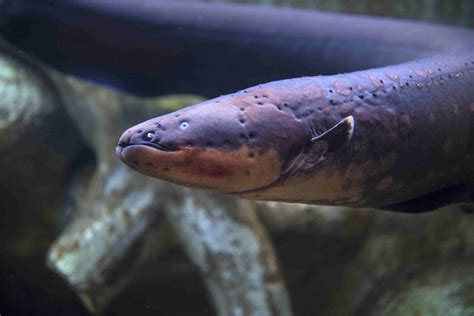 Shocking Electric Eel Facts