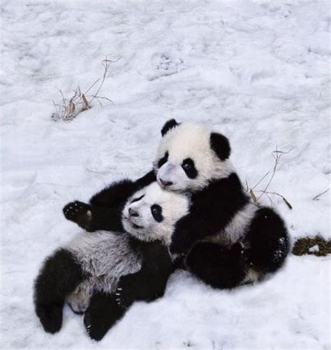 15 Pictures of Pandas Playing in the Snow | The Mary Sue