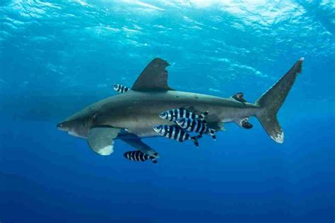 Do Sharks Eat Pilot Fish? - Fish Article