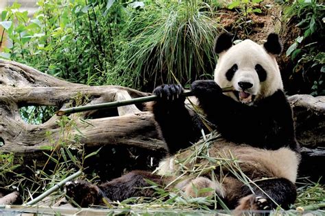 giant panda | Facts, Habitat, Population, & Diet | Britannica