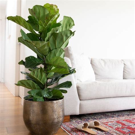 Fiddle Leaf Fig Tree | ubicaciondepersonas.cdmx.gob.mx