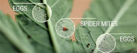 How To Identify & Prevent or Kill Spider Mites On Shrubs, Plants ...