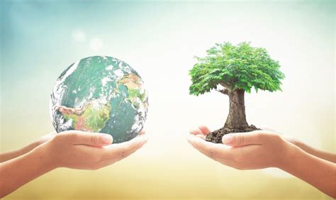 Afforestation Projects In India And China Lead To A Greener World