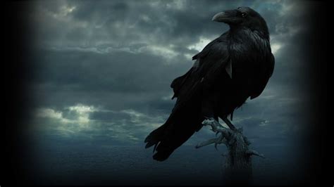 Raven Wallpapers - Wallpaper Cave