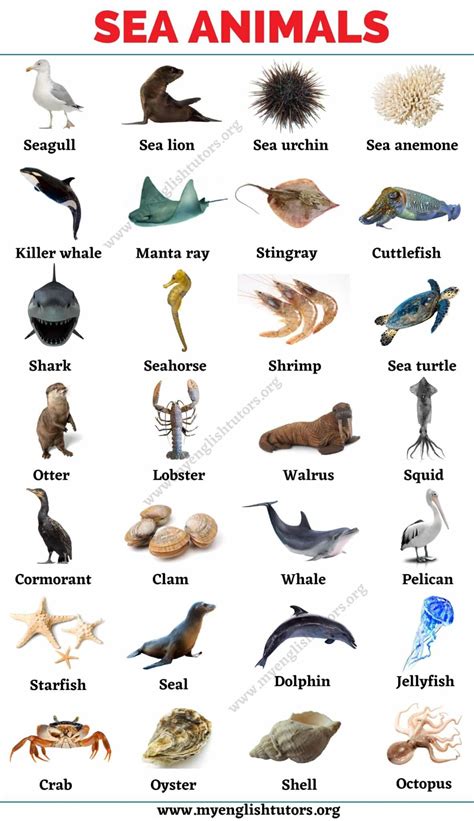 List of animals an ultimate list of animal names in english – Artofit