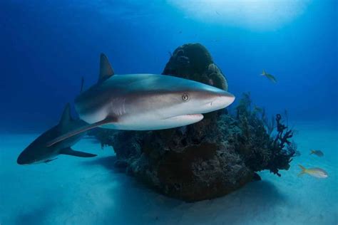 10 of the Most Endangered Shark Species - Ocean Info