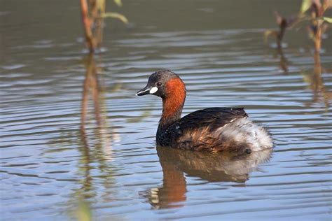 Little-grebe - www.birdwords.co.uk