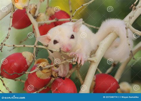 A One Month Old Albino Sugar Glider Baby on a Palm Fruits. Stock Photo ...