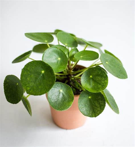 A Beginner's Guide to Chinese Money Plant Care (Pilea Peperomioides)