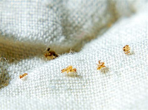 Pubic lice (crabs): Symptoms, risk factors, and treatment