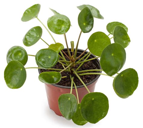 Money Plant: How to Grow, and Care for Chinese Money Plant