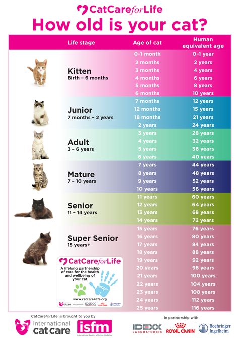 Feline Life Stages – The Cat Doctor