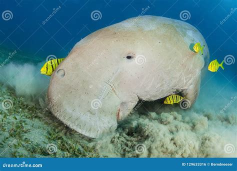 Dugong Surrounded by Yellow Pilot Fish Stock Photo - Image of colorful ...